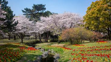 別府公園 植物 / 7