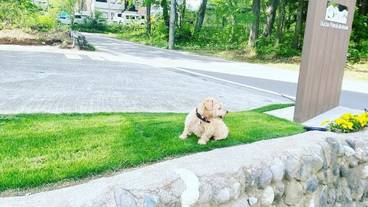 ペット同伴可 / 24