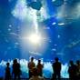 【アクアワールドチケット付】水族館目の前の好立地！小さなお子様連れでも安心＜和洋スタンダード会席★＞ | 大洗パークホテル