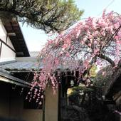 ゲストハウス 奈良バックパッカーズ（奈良県 ゲストハウス・ホステル・ドミトリー） / 2