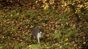 観光スポット / 30