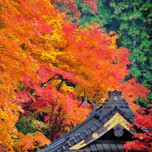 秋色パレットに惚れぼれ。日帰りで行ける「関東の紅葉絶景スポット」7選