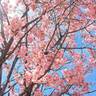 gelsomina.kさんの写真