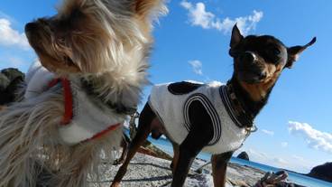 ペット同伴可 / 3