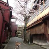 金澤町家シェアハウスGAOoo（石川県 民宿） / 2