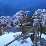 あっぱれな風景！江戸情緒を残す東海地方桜の名所8選