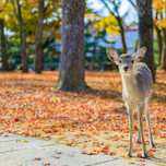 【奈良県】秋のおすすめ観光スポット22選|もみじにコスモス、ススキの絶景にうっとり
