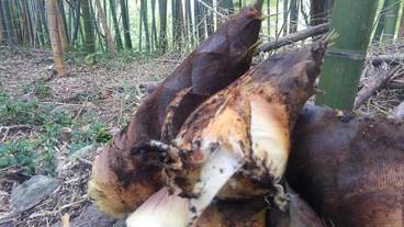 食事・飲み物 / 13