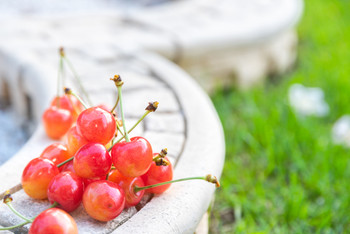 Cherry close-up/Farm in Hokkaido