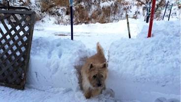 ペット同伴可 / 11