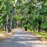 天橋立の松並木 / 2