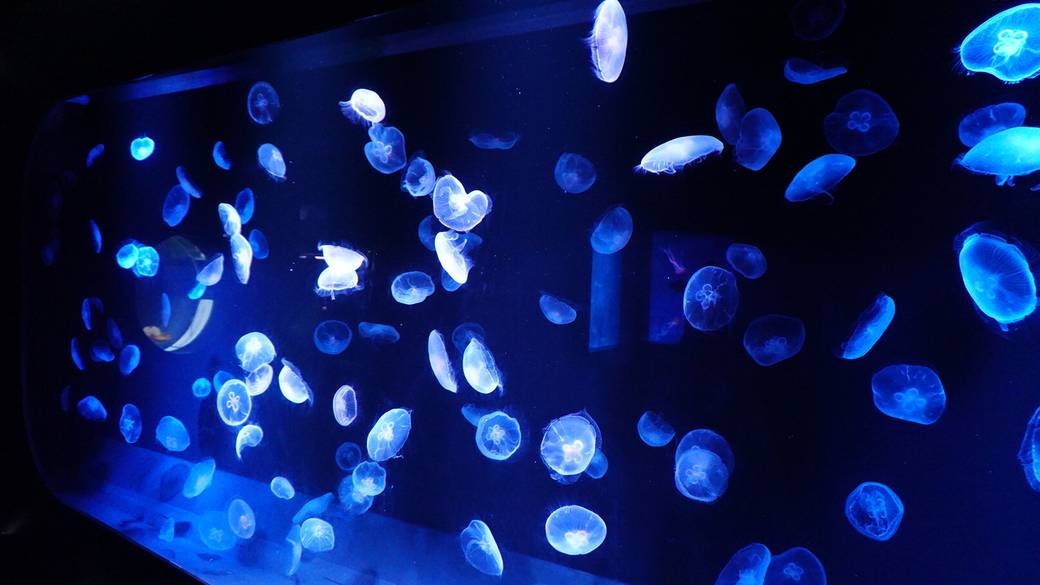 京都水族館 / 3