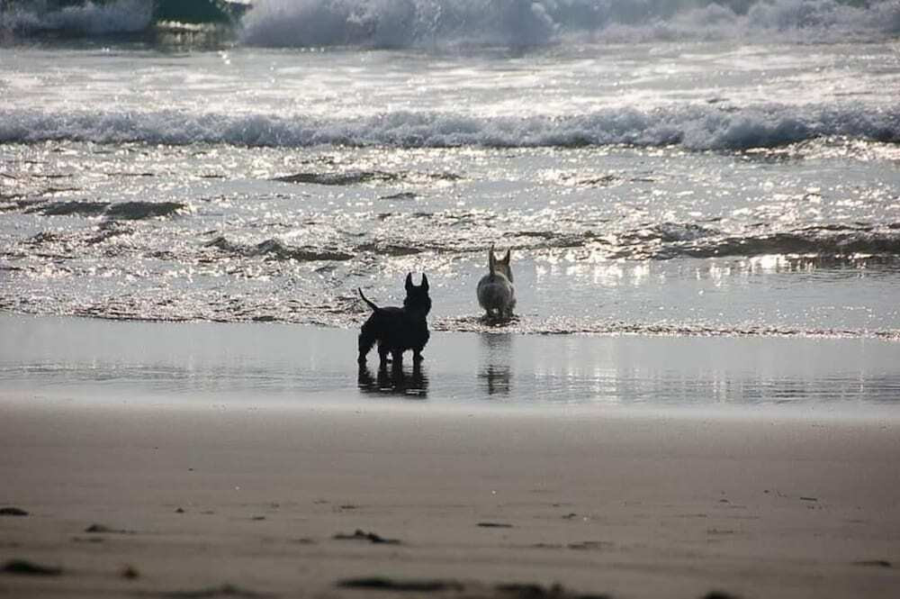 サーフィン / ボディボード