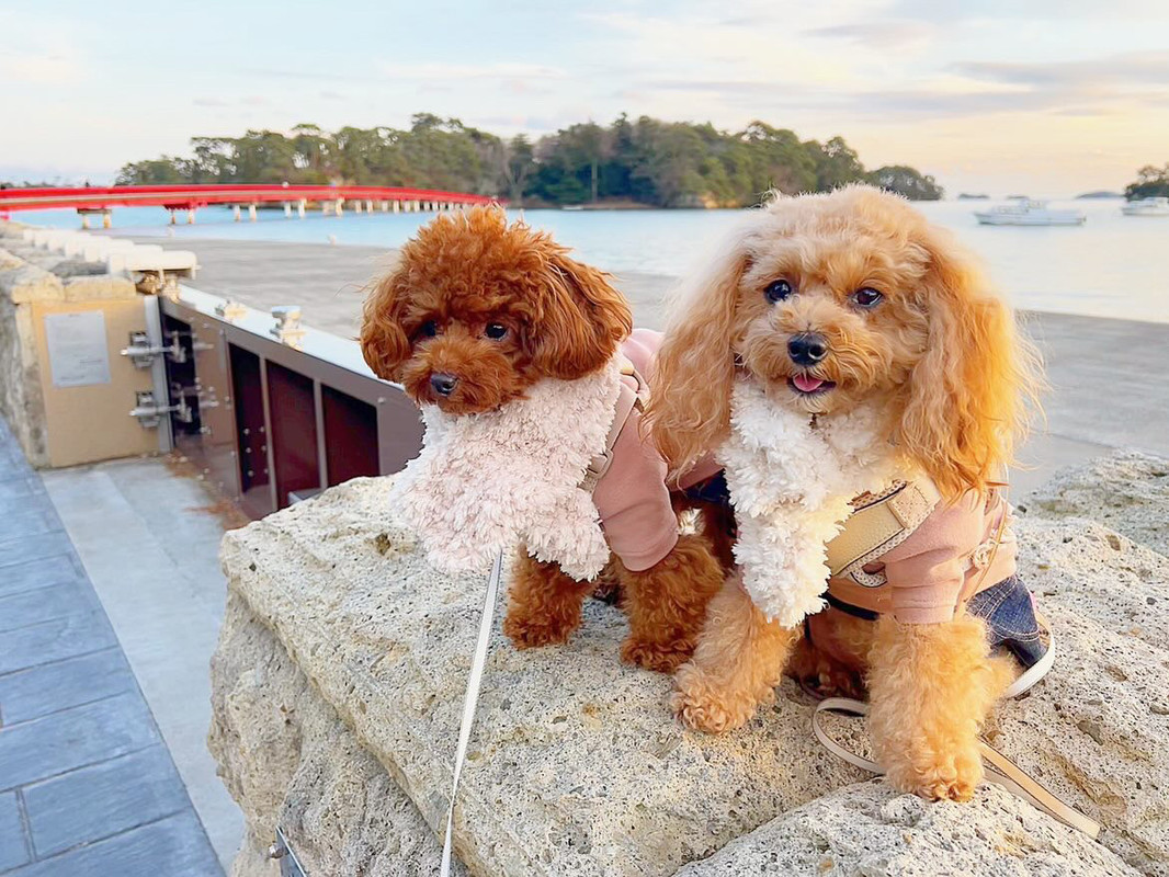 kitty_chan.poodleさんの写真 / 1