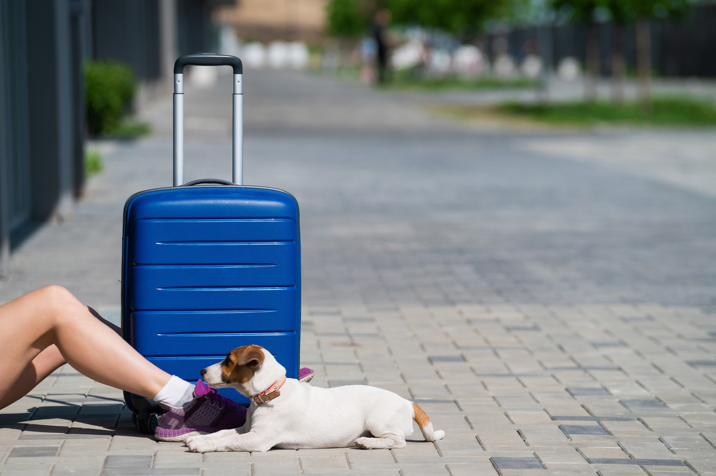 Faceless woman dressed in shorts is sitting on the sidewalk with a pet. A dog at the feet of its owner on the street. A girl travels with a blue suitcase and a puppy of Jack Russell Terrier.