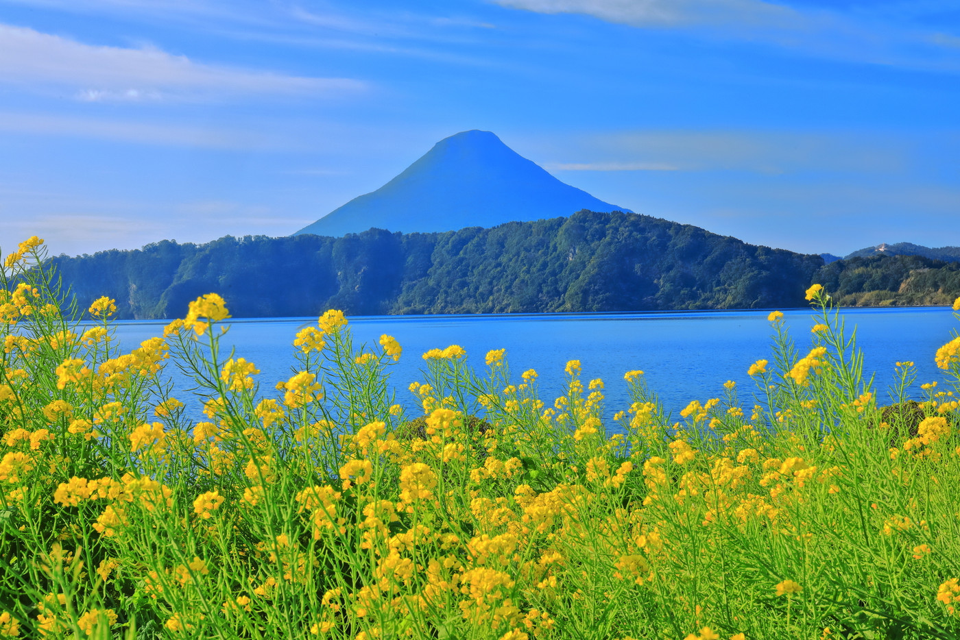 【鹿児島県】晴天下の菜の花畑と開聞岳