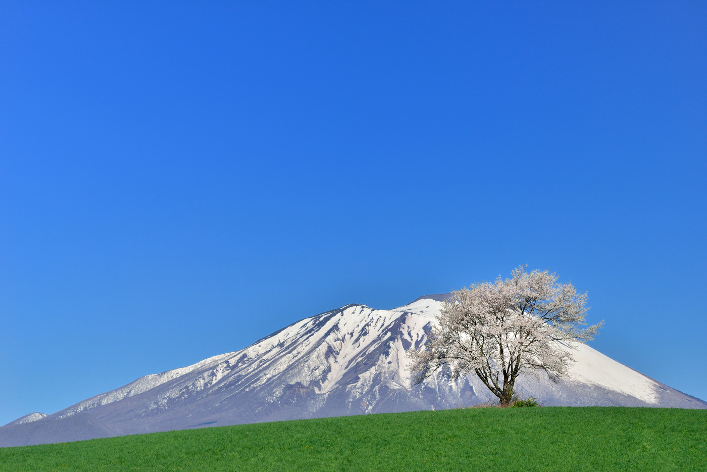 岩手県立大の一本桜
