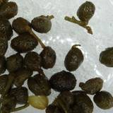 油源（アブラゲン）