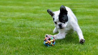 Standard with dogrun, Non Smoking