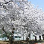 ペンション カム（新潟県 ペンション） / 5