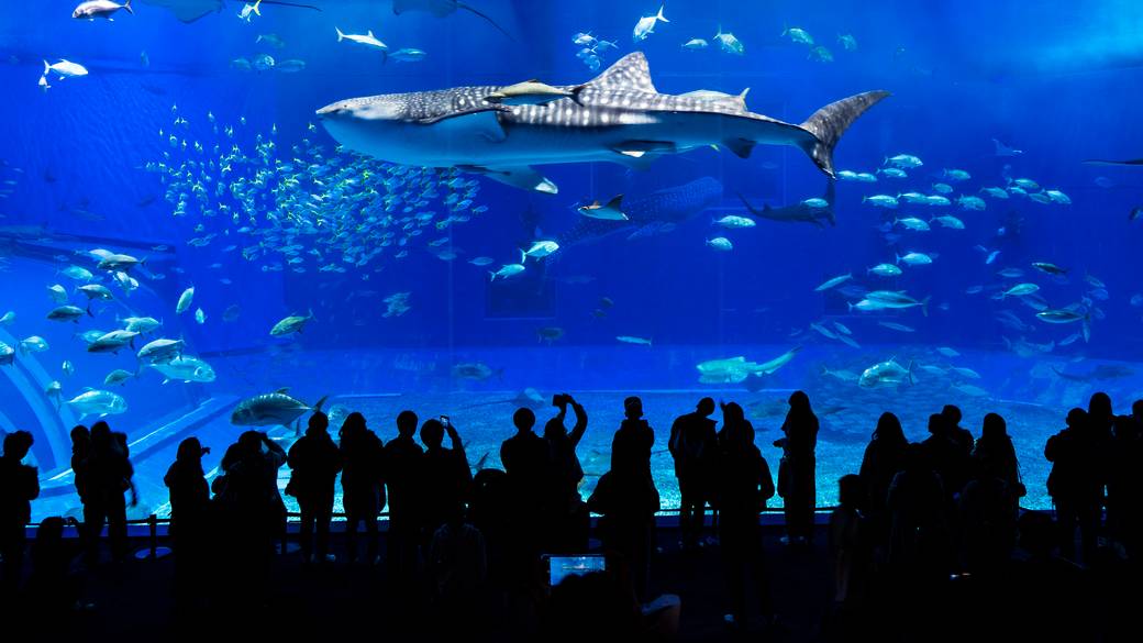 沖縄美ら海水族館/ジンベエザメ / 1