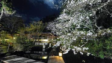 春の松泉湖 夜桜 / 3
