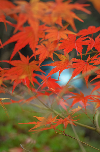 広島といえばもみじ！紅葉を楽しもう742103