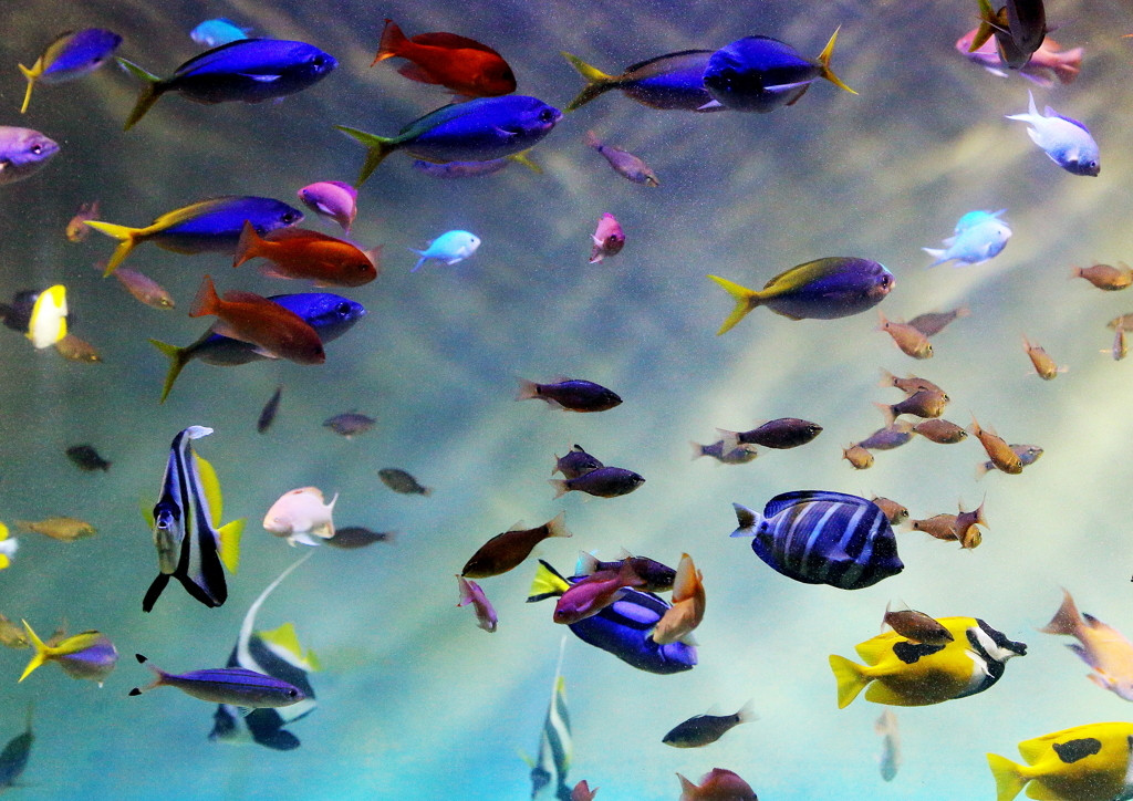 2.宮島水族館（宮島）1097402