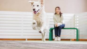 ペット用設備・サービス / 1