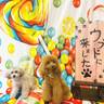 omi_takako_3jsbさんの写真