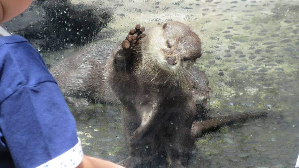 カワウソの可愛さにきゅん♪ / 3