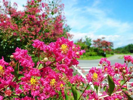 世界遺産の隠れ宿 果実の森 / 4