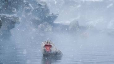 スノーシュー / 5