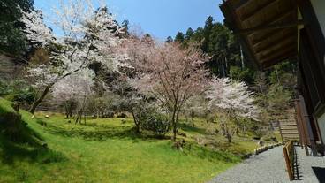 ガーデン ビュー / 33