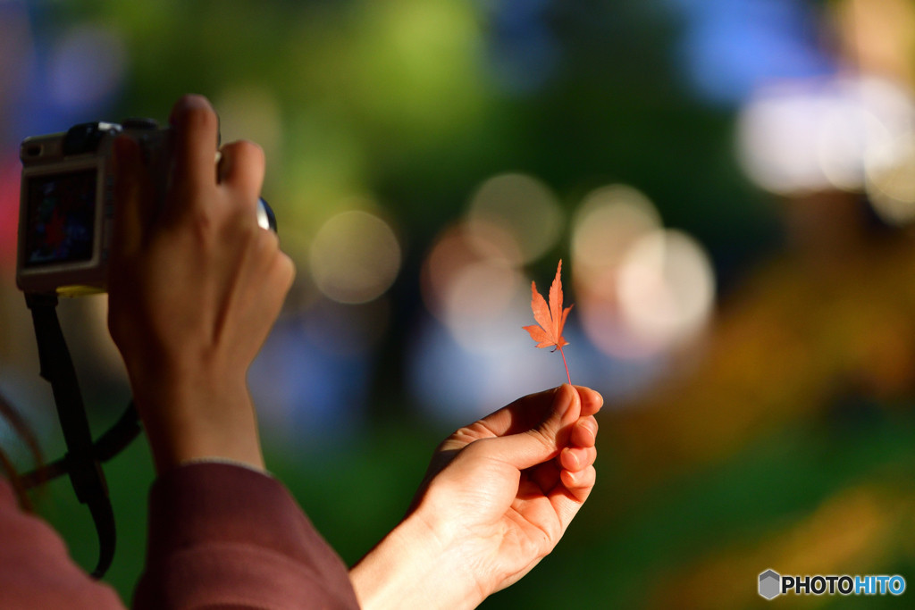 ホテルを拠点にして、自由気ままな紅葉狩り♪4041760