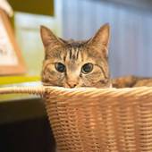 鉄輪温泉 かんなわ ゆの香（レトロ館）（大分県 旅館） / 4