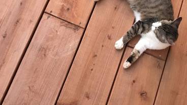 サンデッキ / 24