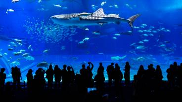 沖縄美ら海水族館　ジンベエザメ / 3