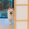 【関西】ペット同伴可♪愛犬と泊まれるホテル・旅館おすすめ15選