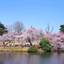 都内屈指の人気お花見スポット！「新宿御苑」で桜を楽しもう