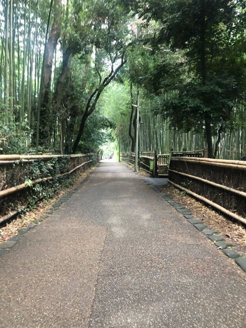 竹林 / 1