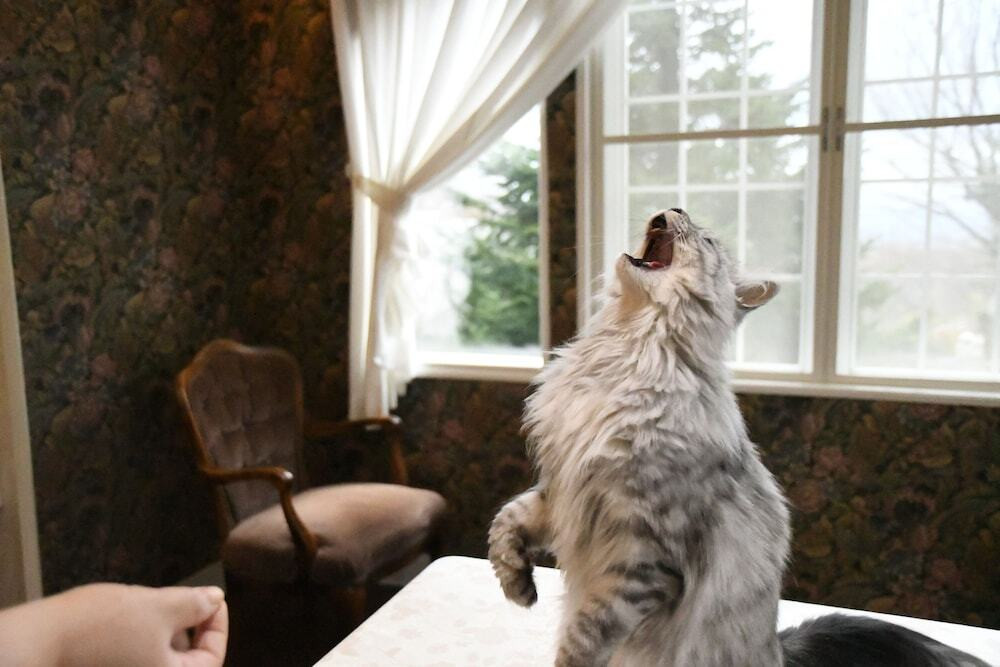 おやつを口でキャッチ♪芸達者なニャンコたちに笑顔をもらえる4260561