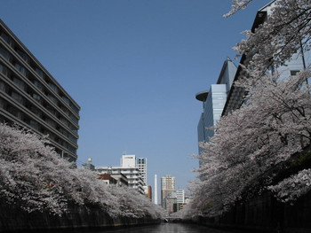 桜の絶景スポット!散策の終点「目黒雅叙園アルコタワー」へ1014542