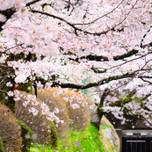 京都「哲学の道」～せせらぎに耳をすませて歩く桜のトンネル