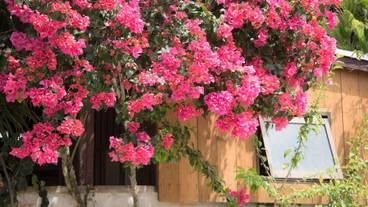 外観の詳細 / 10