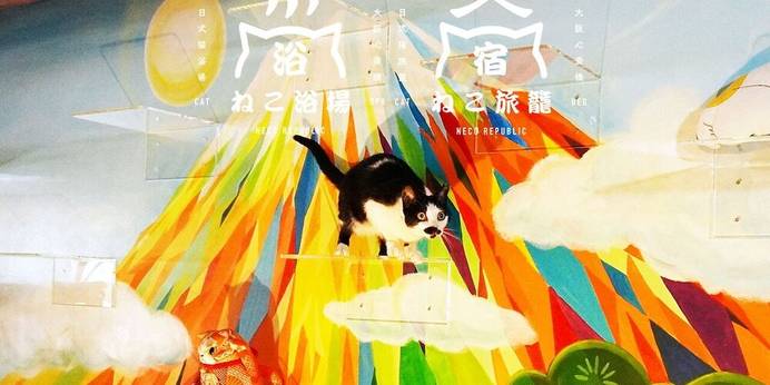 ねこ浴場＆ねこ旅籠保護猫カフェネコリパブリック大阪（大阪府 ビジネスホテル） / 1