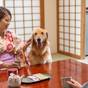 愛犬とのんびり草津温泉旅♪ワンちゃんと一緒にお部屋で寛ぐ＜素泊まり＞ | 草津温泉 大東館