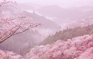 Visit Mount Yoshino, known as the &quot;best cherry blossom spot in Japan&quot; and enjoy cherry blossom viewing. 6 recommended ryokan for lodging / Nara