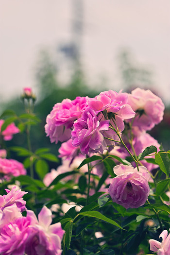 広大な境内には見どころがいっぱい3706313