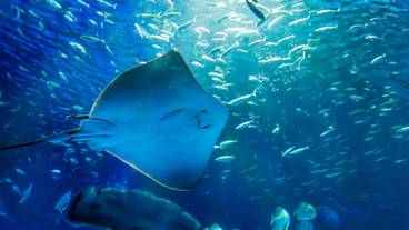 海洋館アクアスの生物① / 8